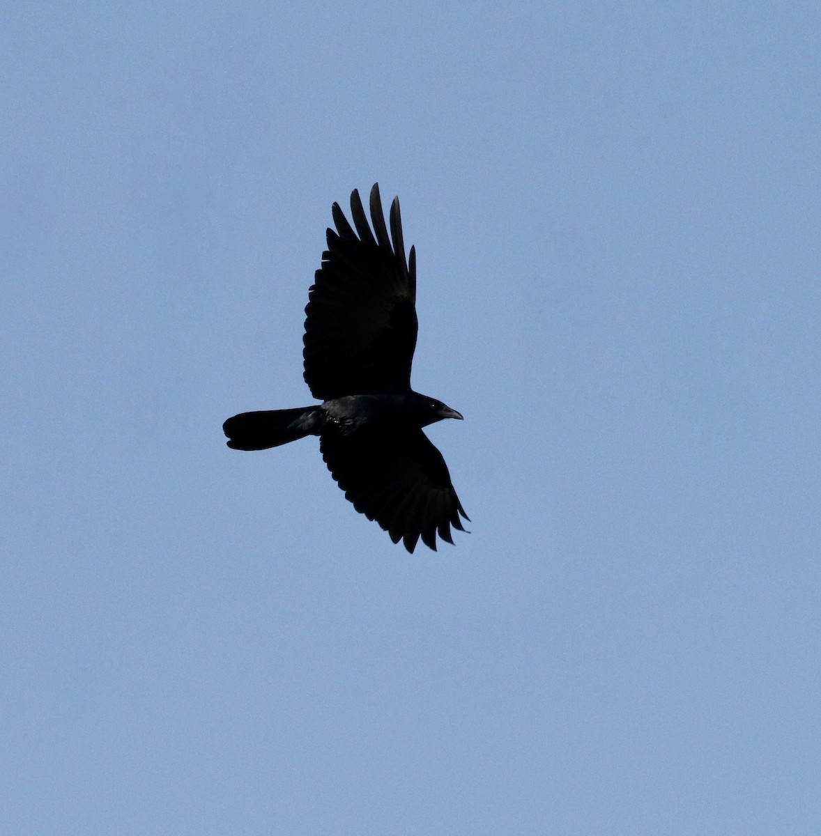 Fish Crow - ML428581711