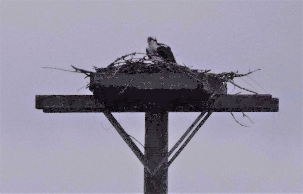 Osprey - ML428583151