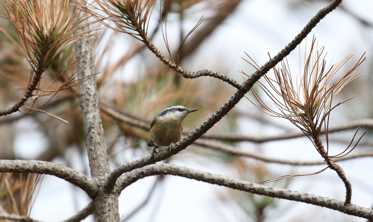 Red-breasted Nuthatch - ML428583941