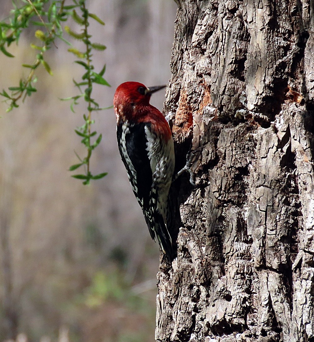 Red-breasted Sapsucker - ML428584611