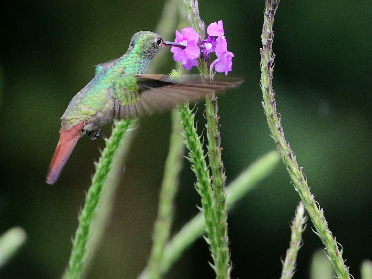Rufous-tailed Hummingbird - Attila Steiner