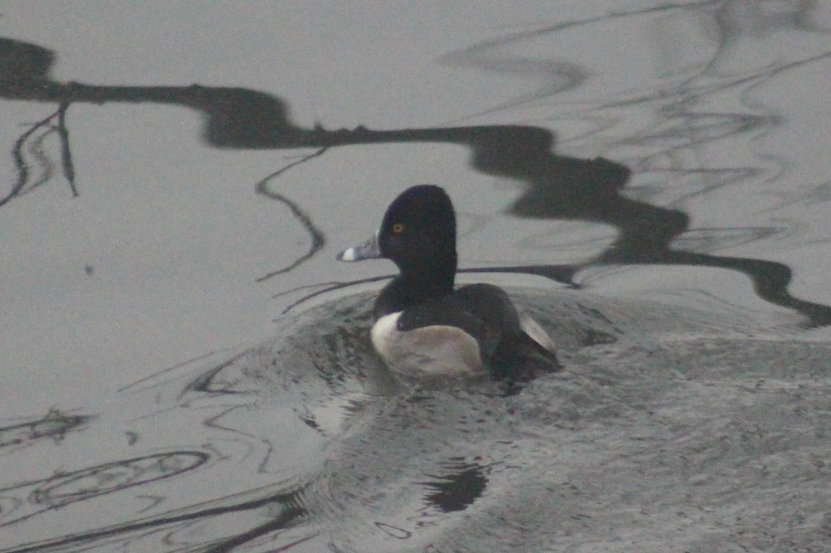 Ring-necked Duck - ML42858791