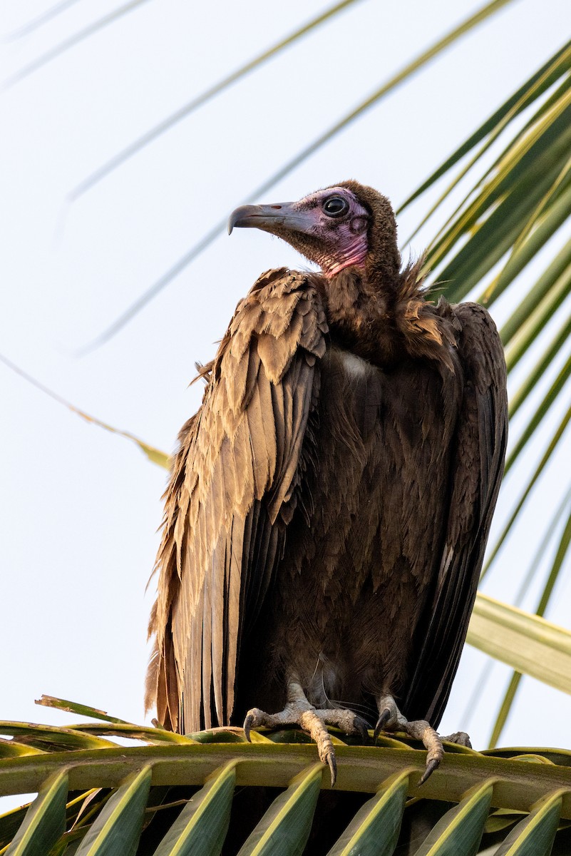 Vautour charognard - ML428588431