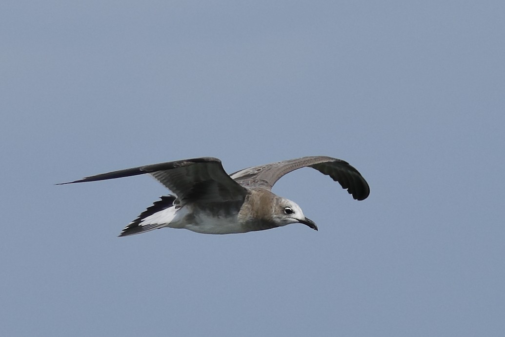 Laughing Gull - ML428589661