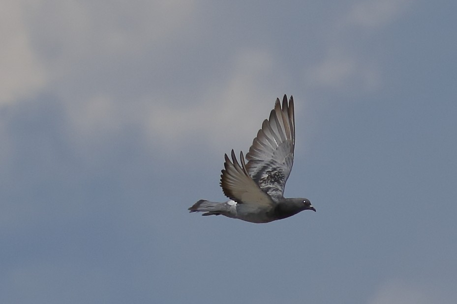 Rock Pigeon (Feral Pigeon) - ML428589831
