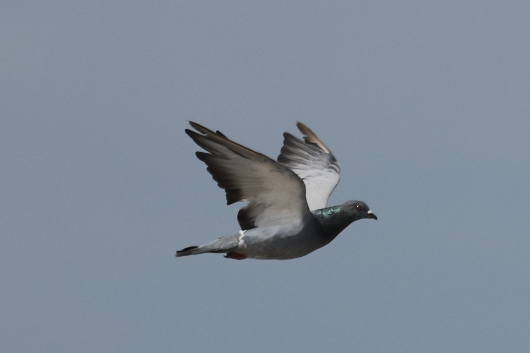 Rock Pigeon (Feral Pigeon) - ML428589841