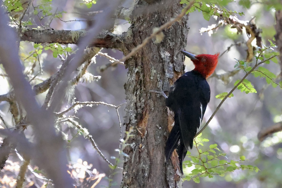 Magellanic Woodpecker - ML428590531