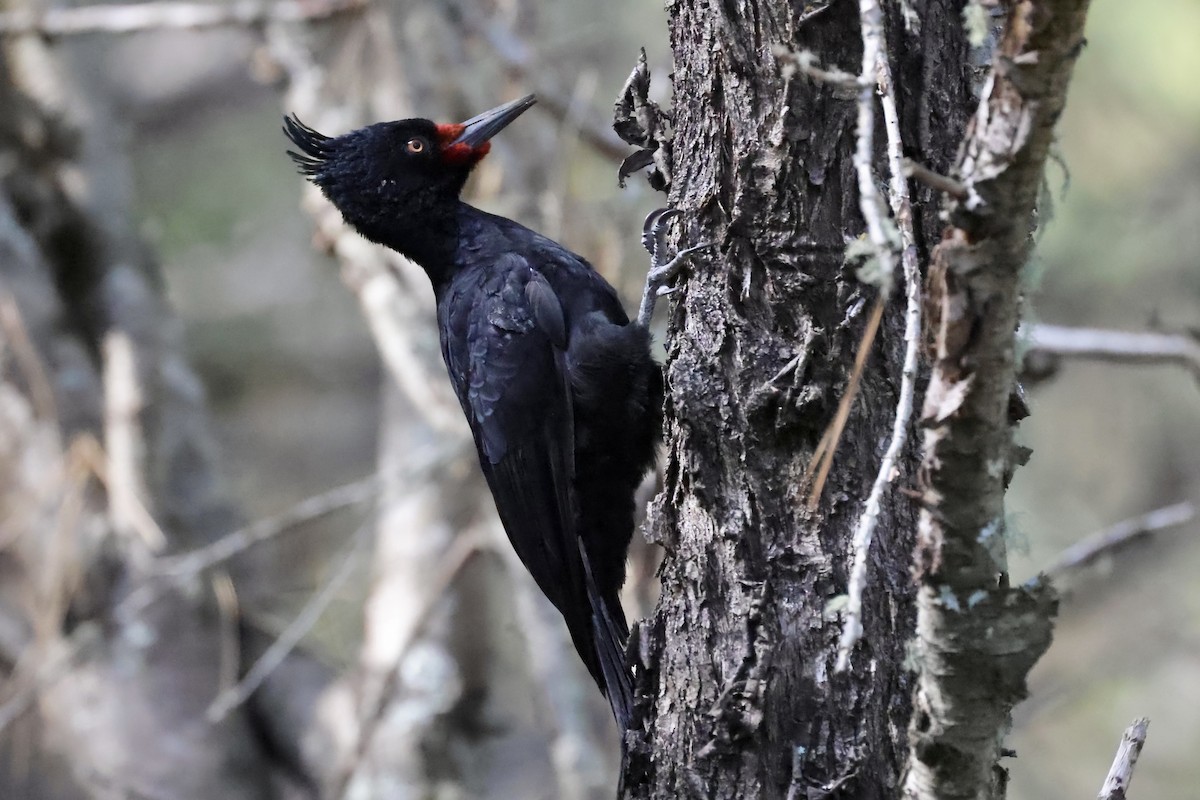 Magellanic Woodpecker - ML428590541