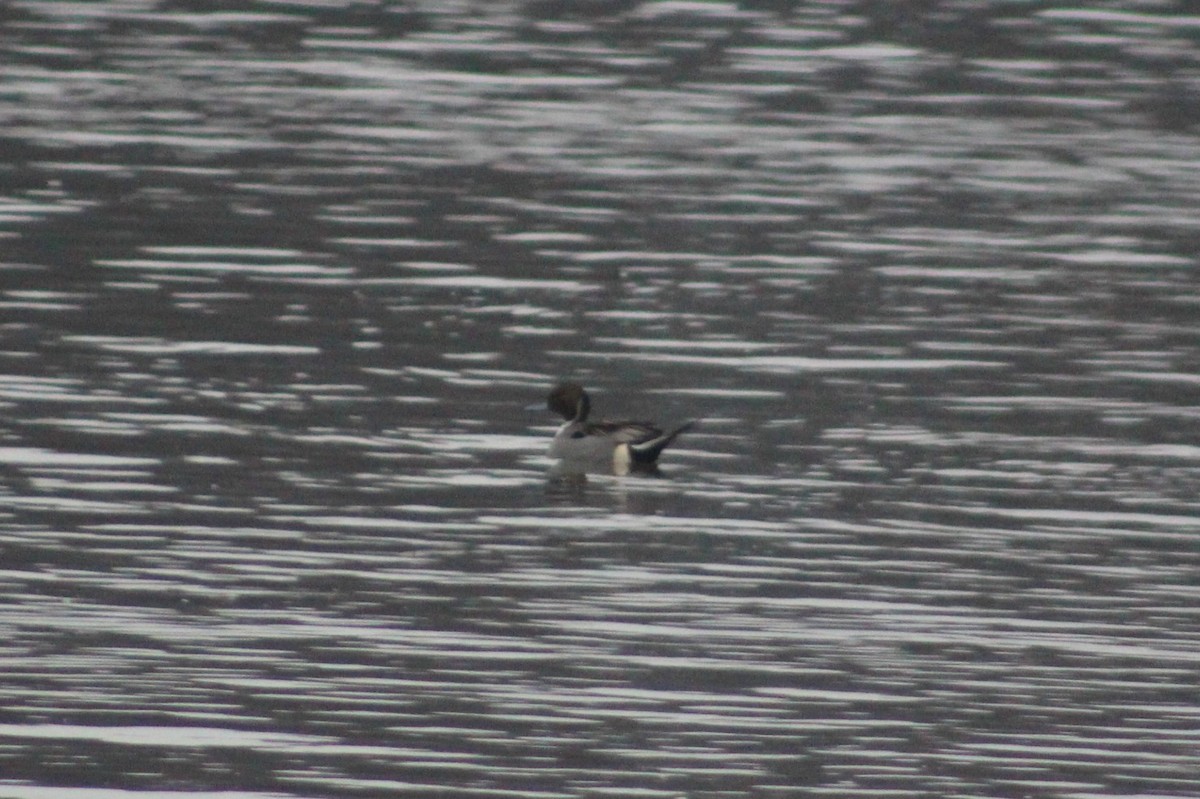 Northern Pintail - ML42859111