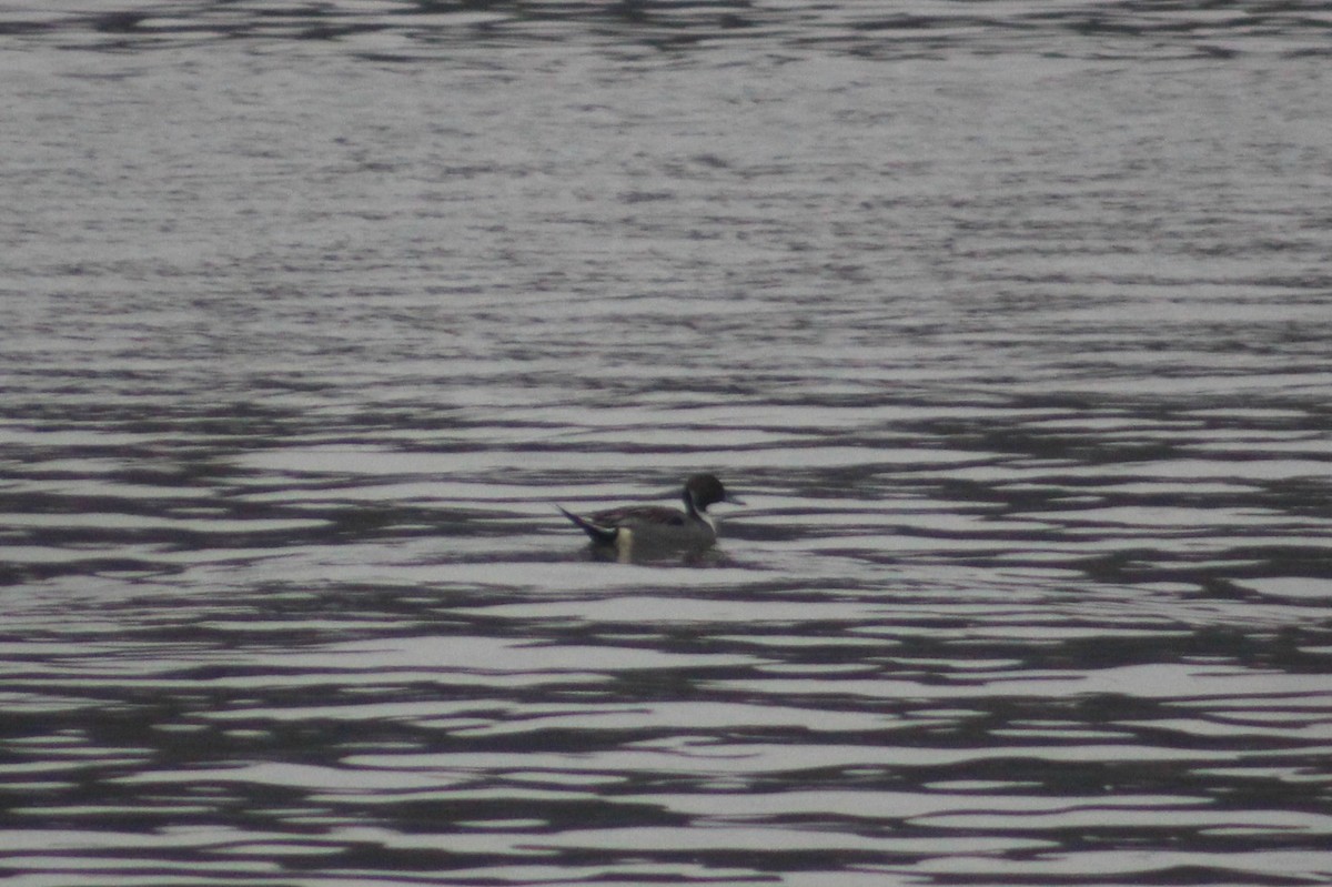 Northern Pintail - ML42859121