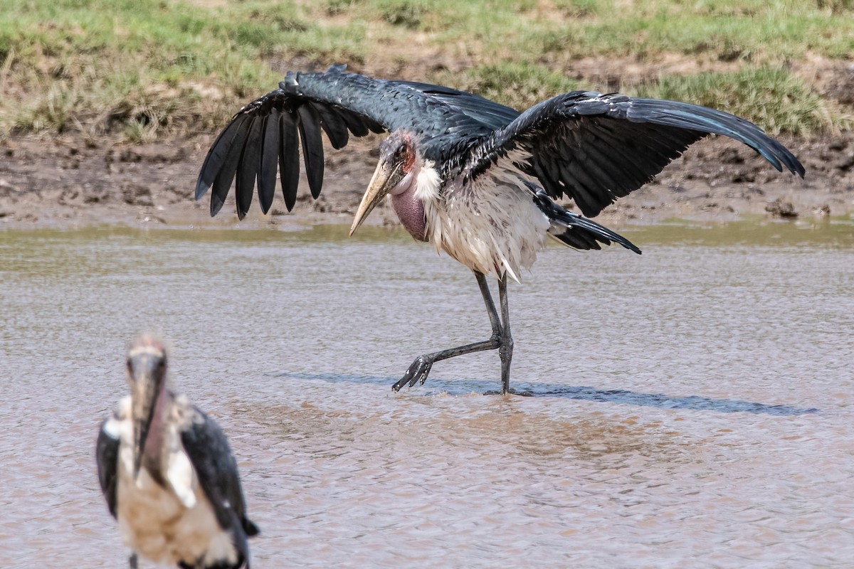 Marabou Stork - Moishie Hersko
