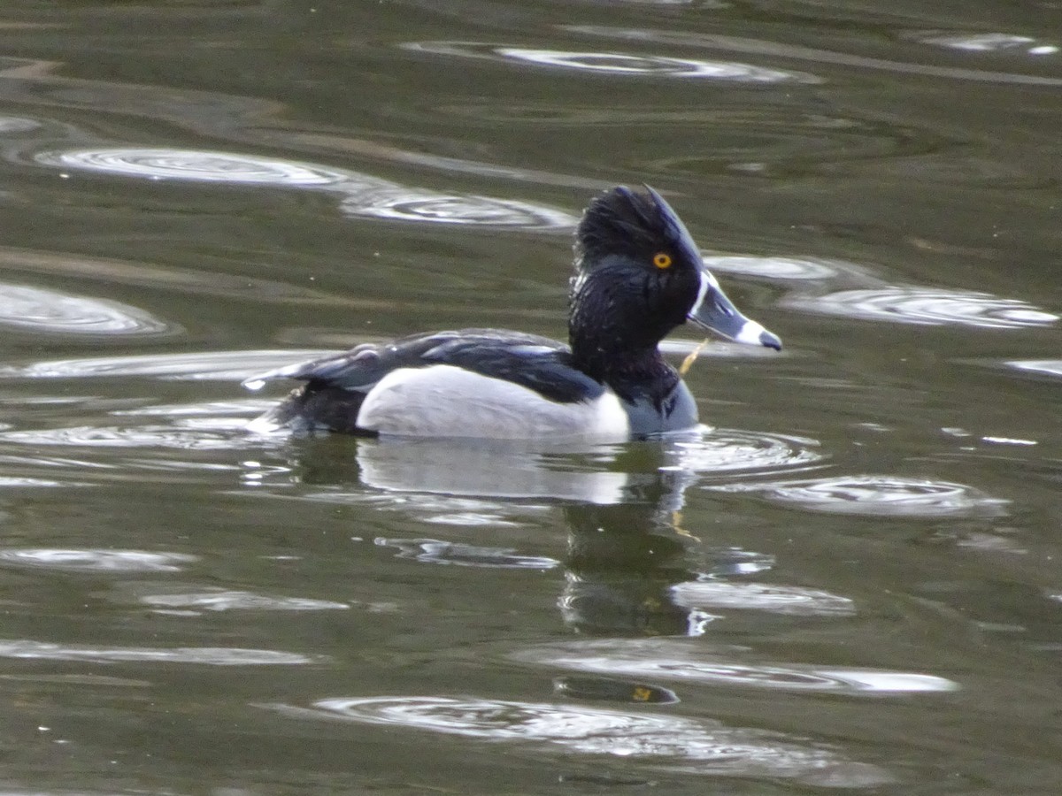 Ring-necked Duck - ML428593691
