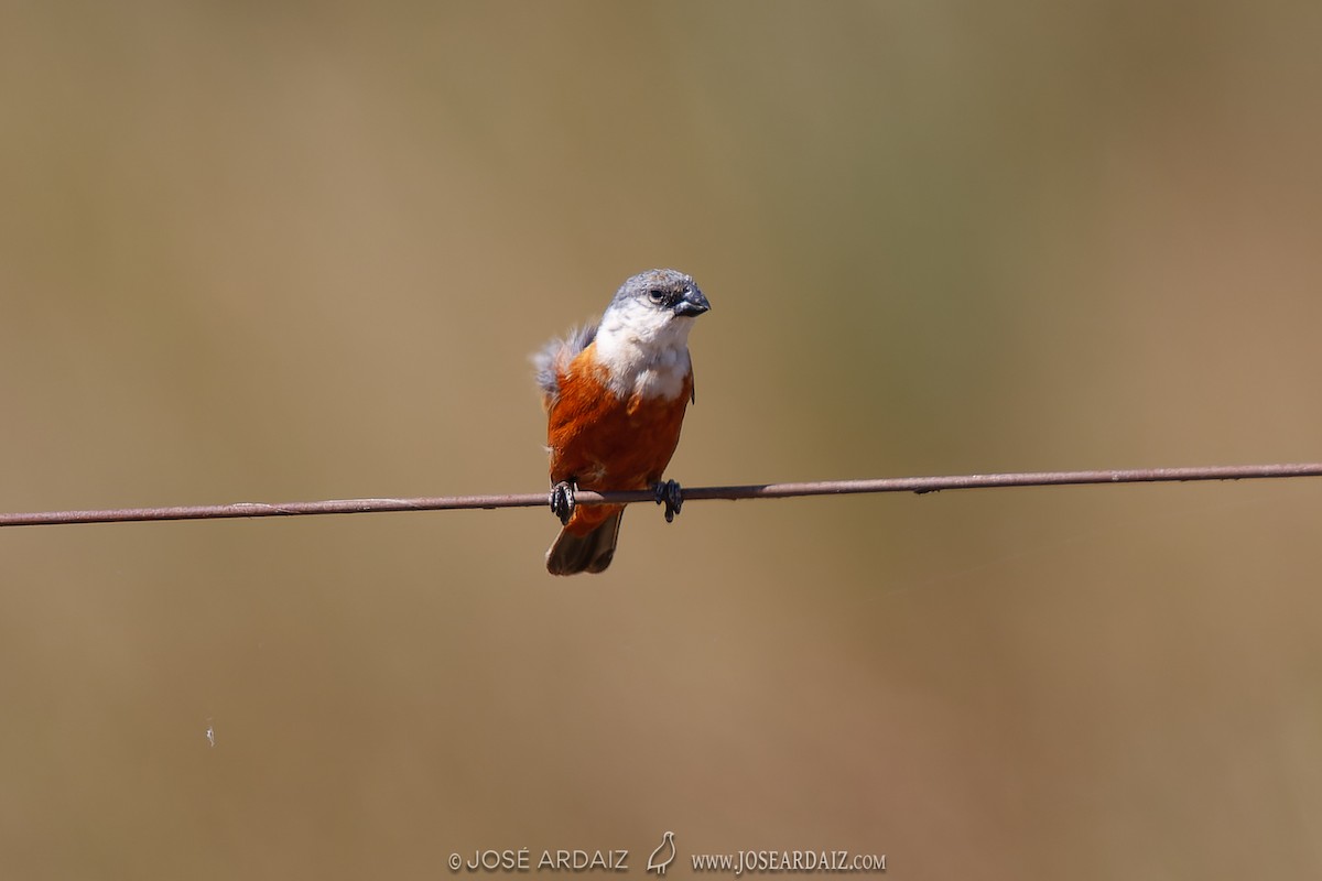 Marsh Seedeater - ML428594151