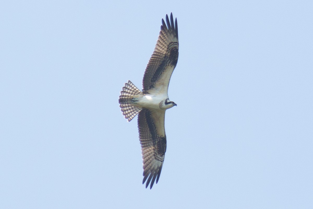 Águila Pescadora - ML42859501