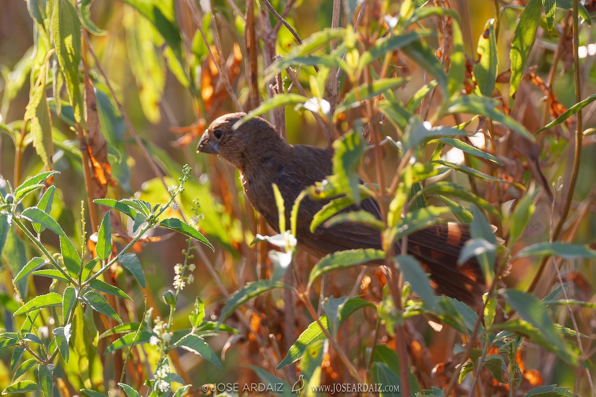 Marsh Seedeater - ML428595131