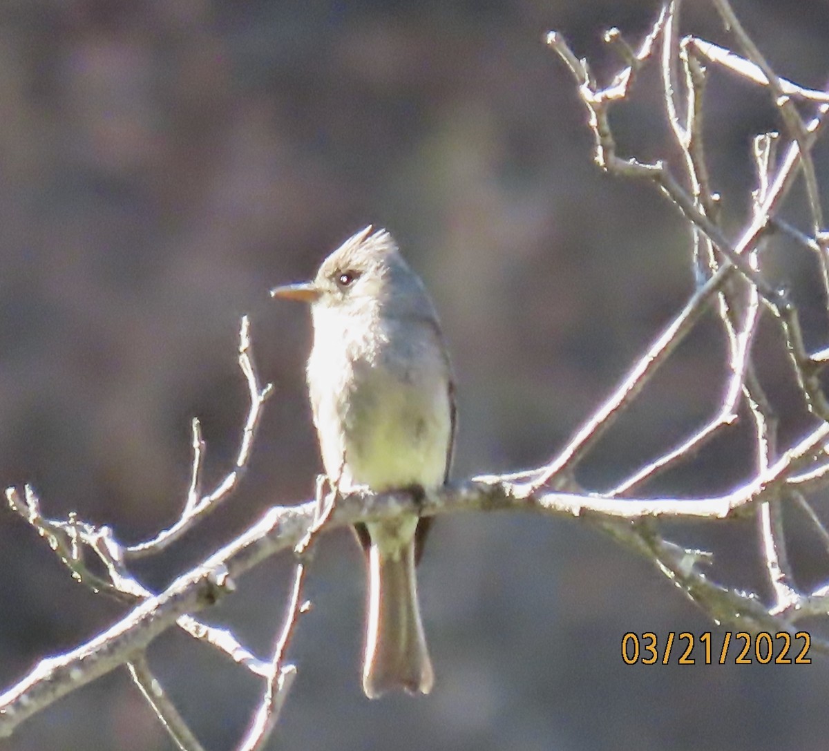 Greater Pewee - ML428595271
