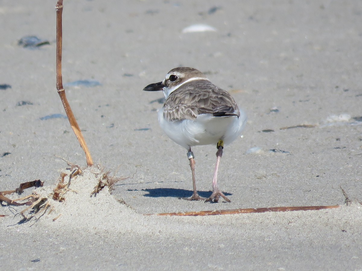 Wilson's Plover - ML428596171