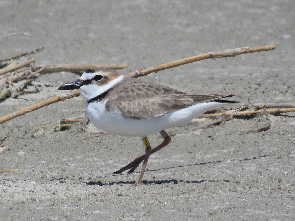 Wilson's Plover - ML428596201