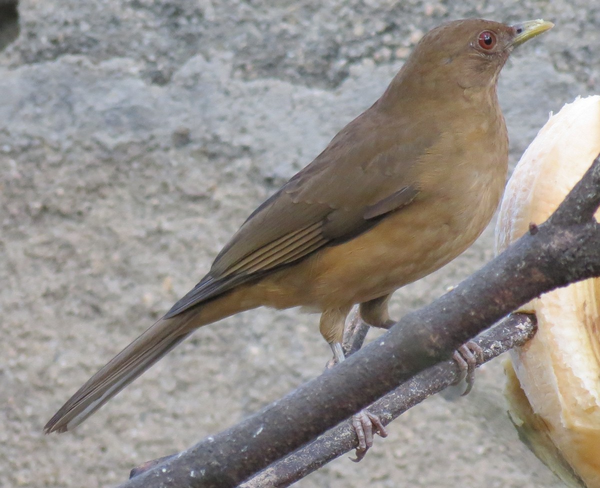 Clay-colored Thrush - Nic Zimmer