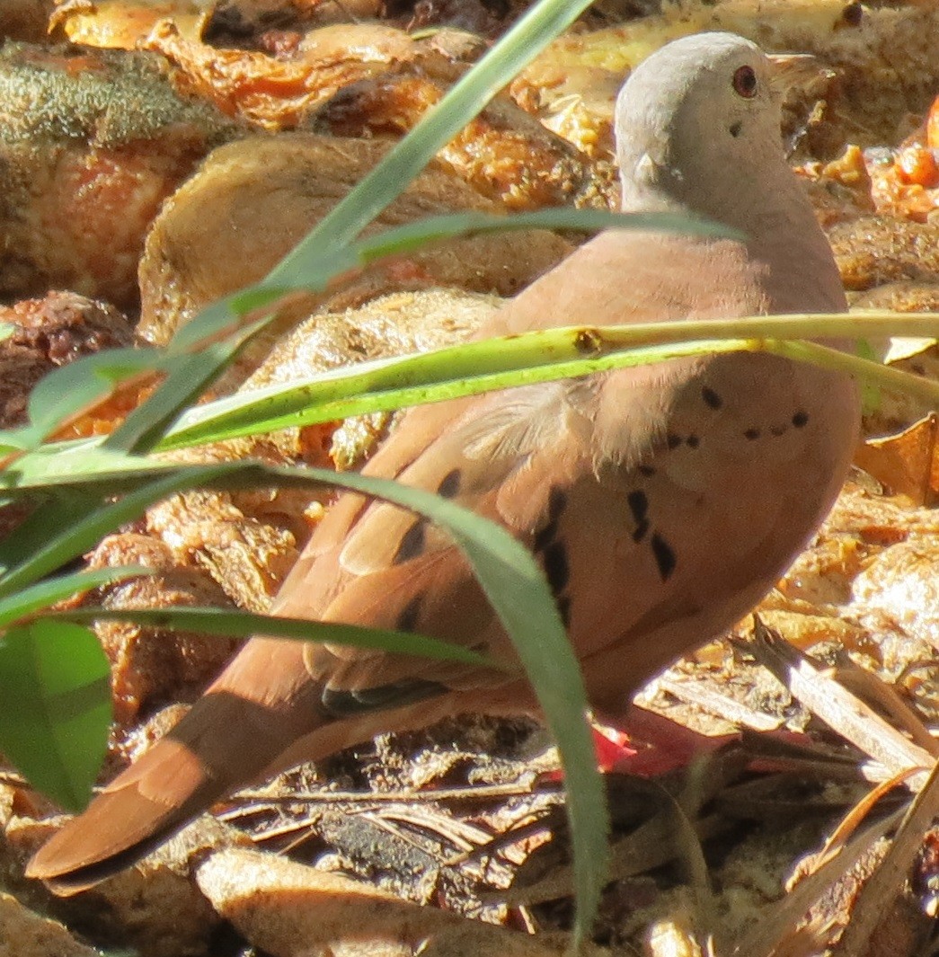 Ruddy Ground Dove - ML42860001