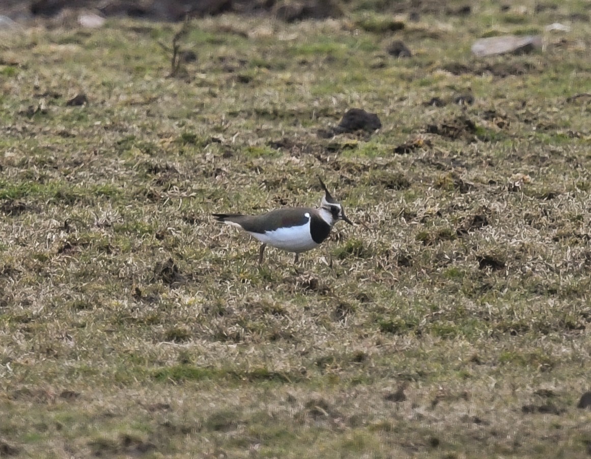 Northern Lapwing - ML428600491