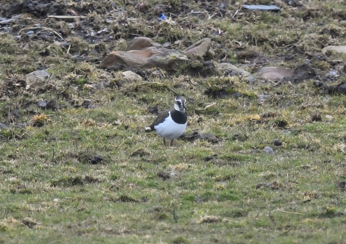 Northern Lapwing - ML428600501