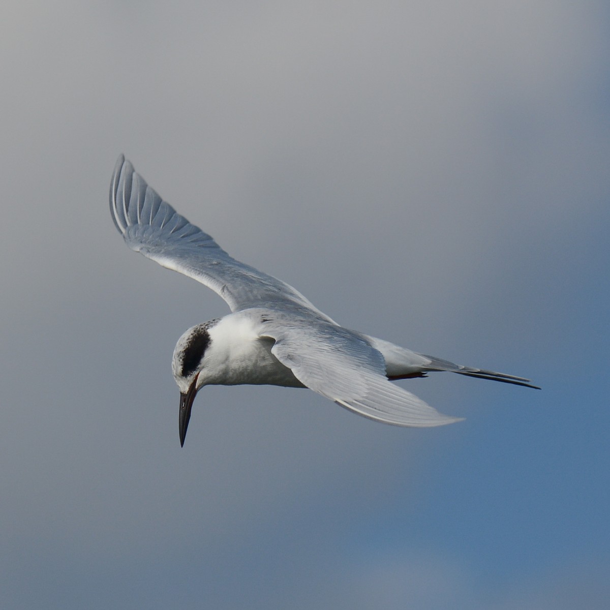 Forster's Tern - Keith McCullough