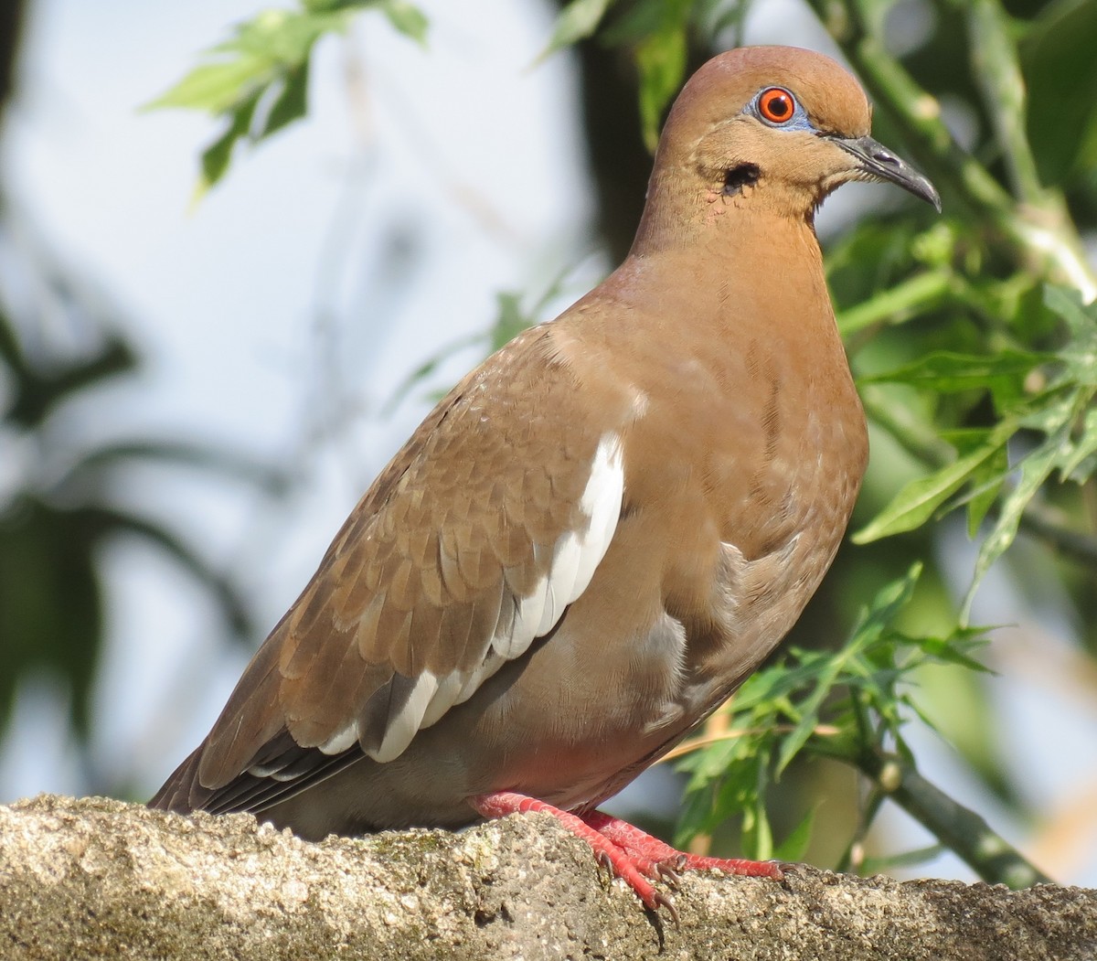 White-winged Dove - ML42860081