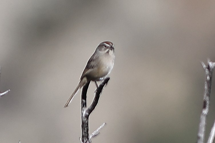 Rufous-crowned Sparrow - ML428601121