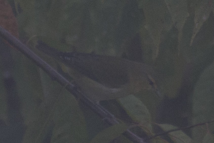 Tennessee Warbler - David Brown