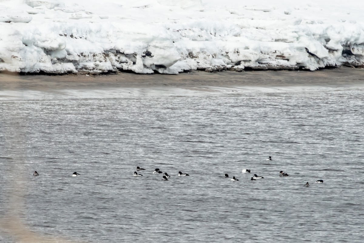 Barrow's Goldeneye - ML428602401