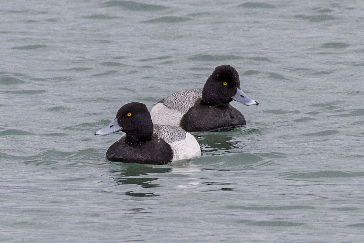 Lesser Scaup - Brian Bailey