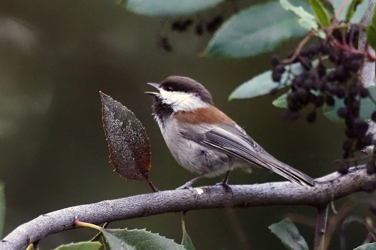Chestnut-backed Chickadee - ML428607081
