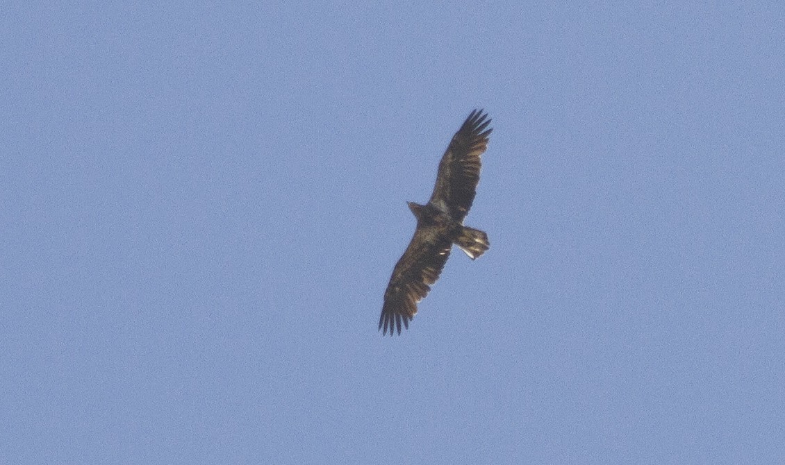 עיטם לבן-ראש - ML428607711