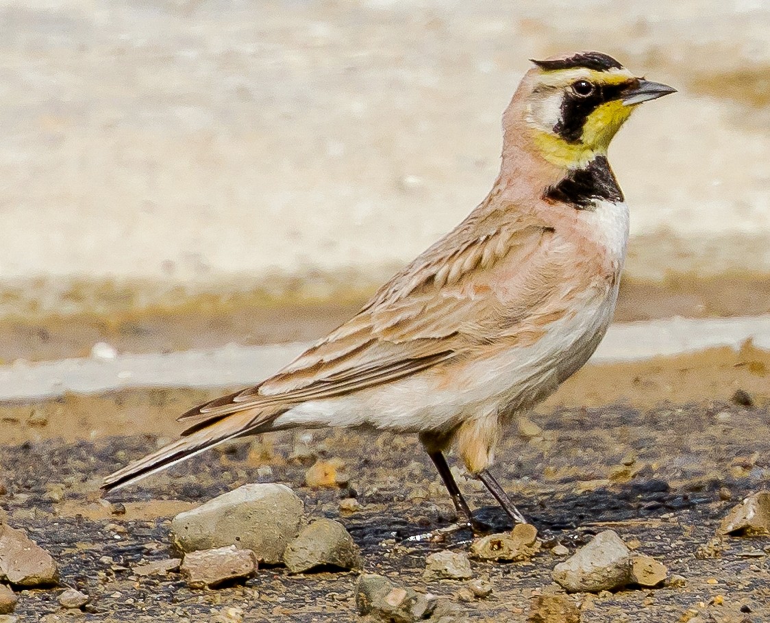 Horned Lark - ML428610101