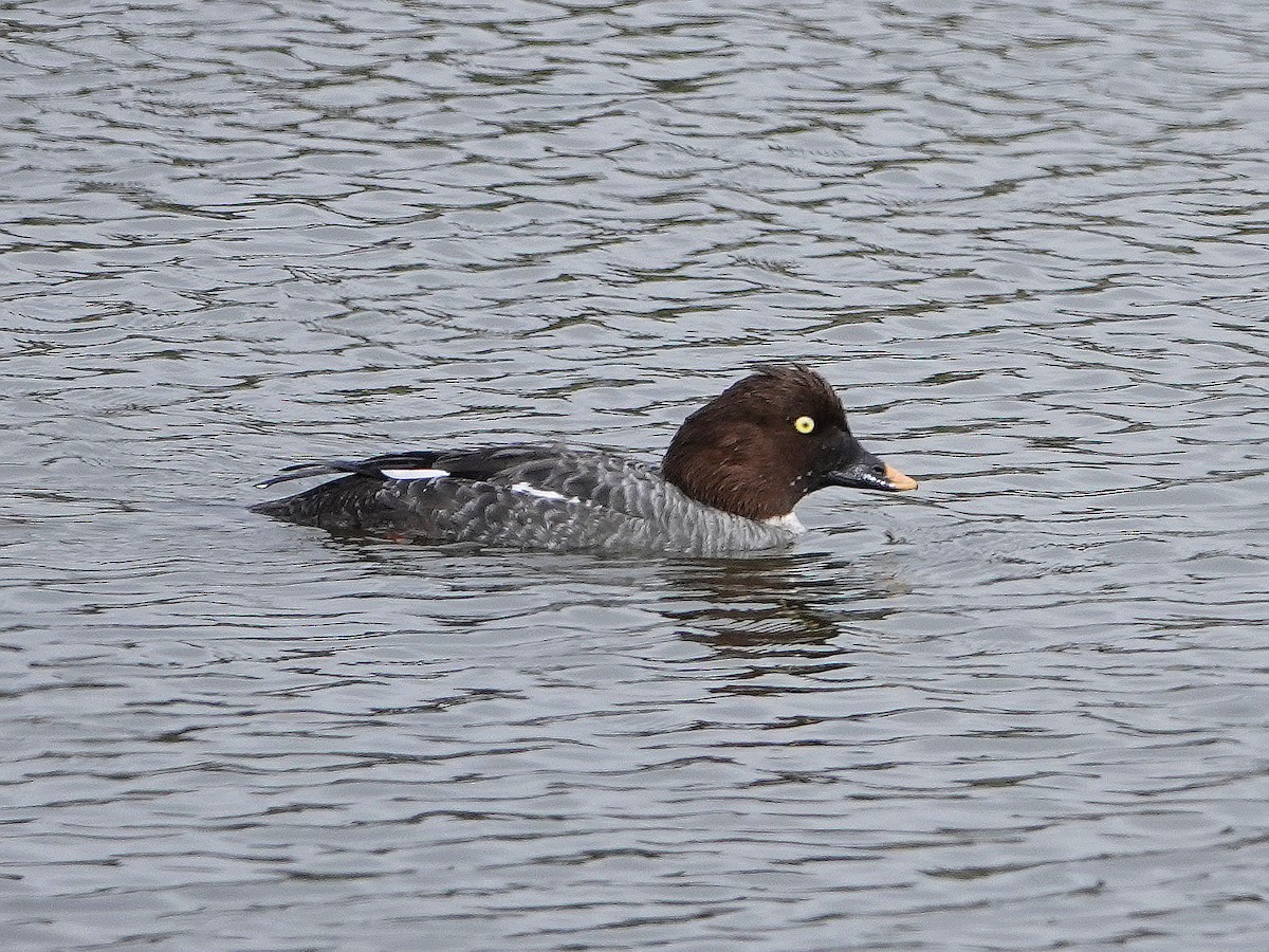 Common Goldeneye - ML428611011