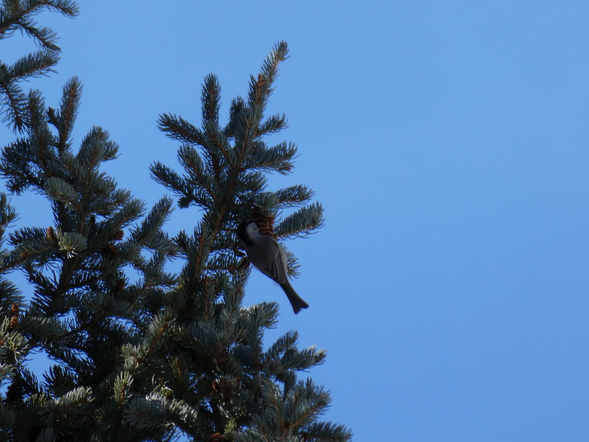 Mountain Chickadee - ML428611971