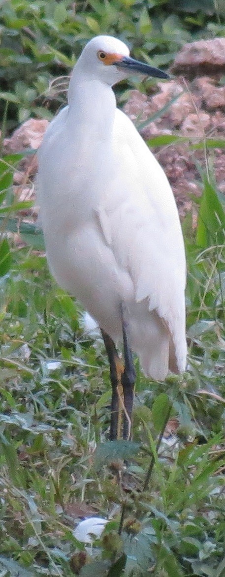 Snowy Egret - ML42861211