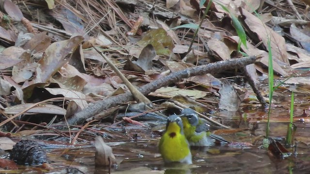 Crescent-chested Warbler - ML428612431