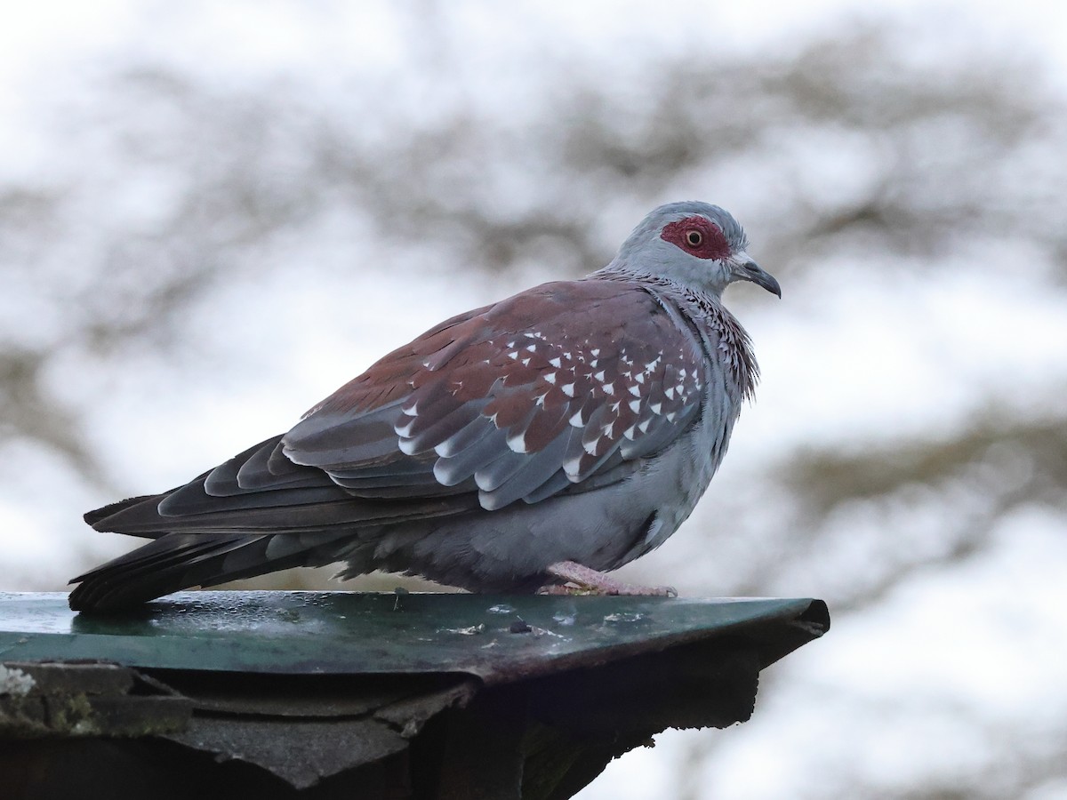 Speckled Pigeon - ML428612711
