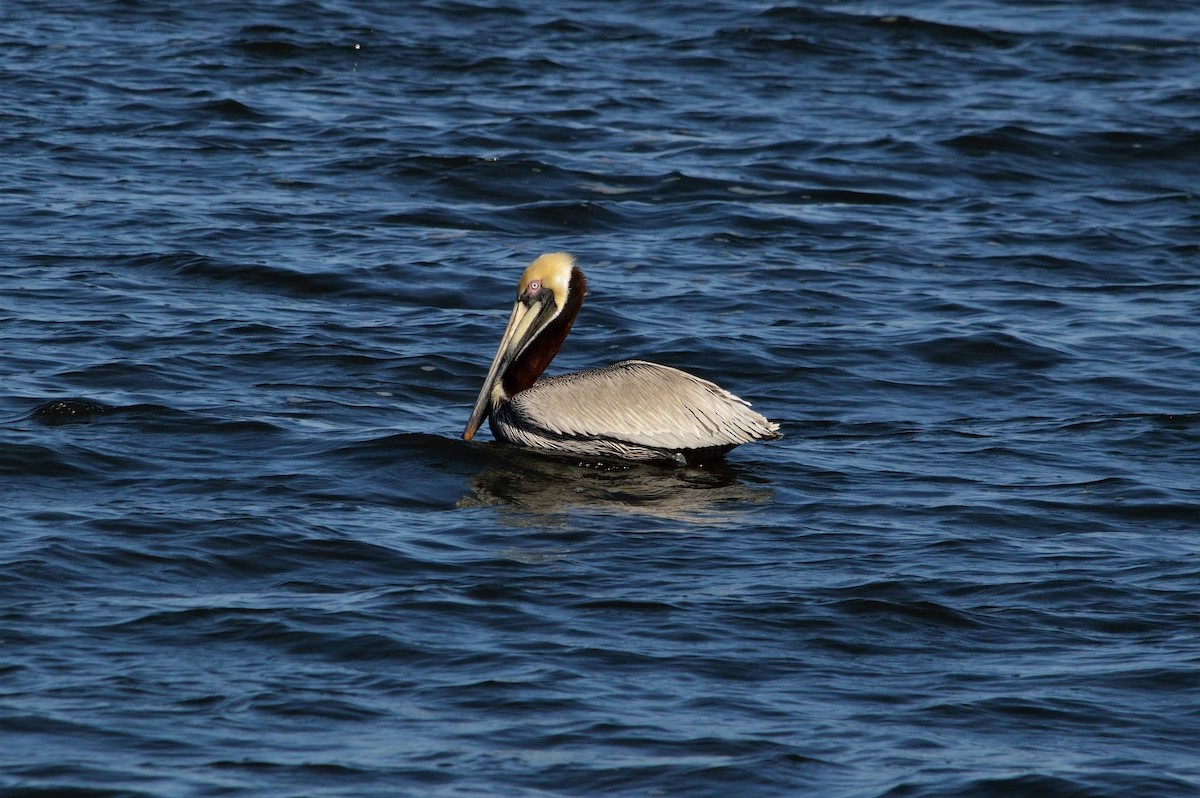 Brown Pelican - Vicki Bachner