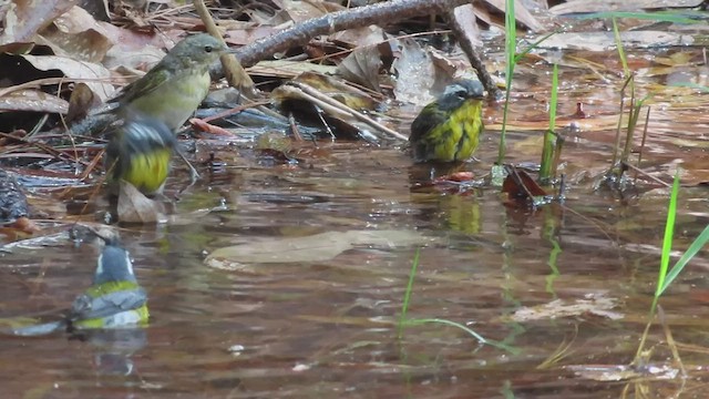 Crescent-chested Warbler - ML428613611