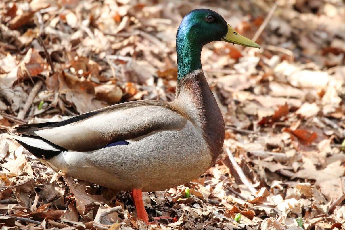 Mallard - ML428613941