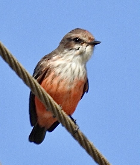Vermilion Flycatcher - ML428614161