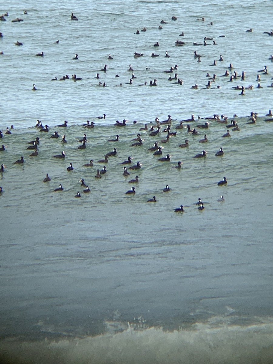 Surf Scoter - ML428614221