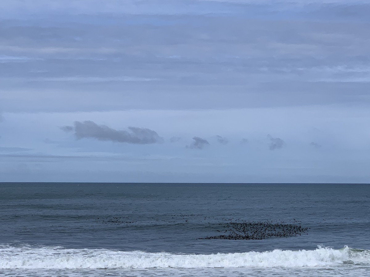 Surf Scoter - ML428614241