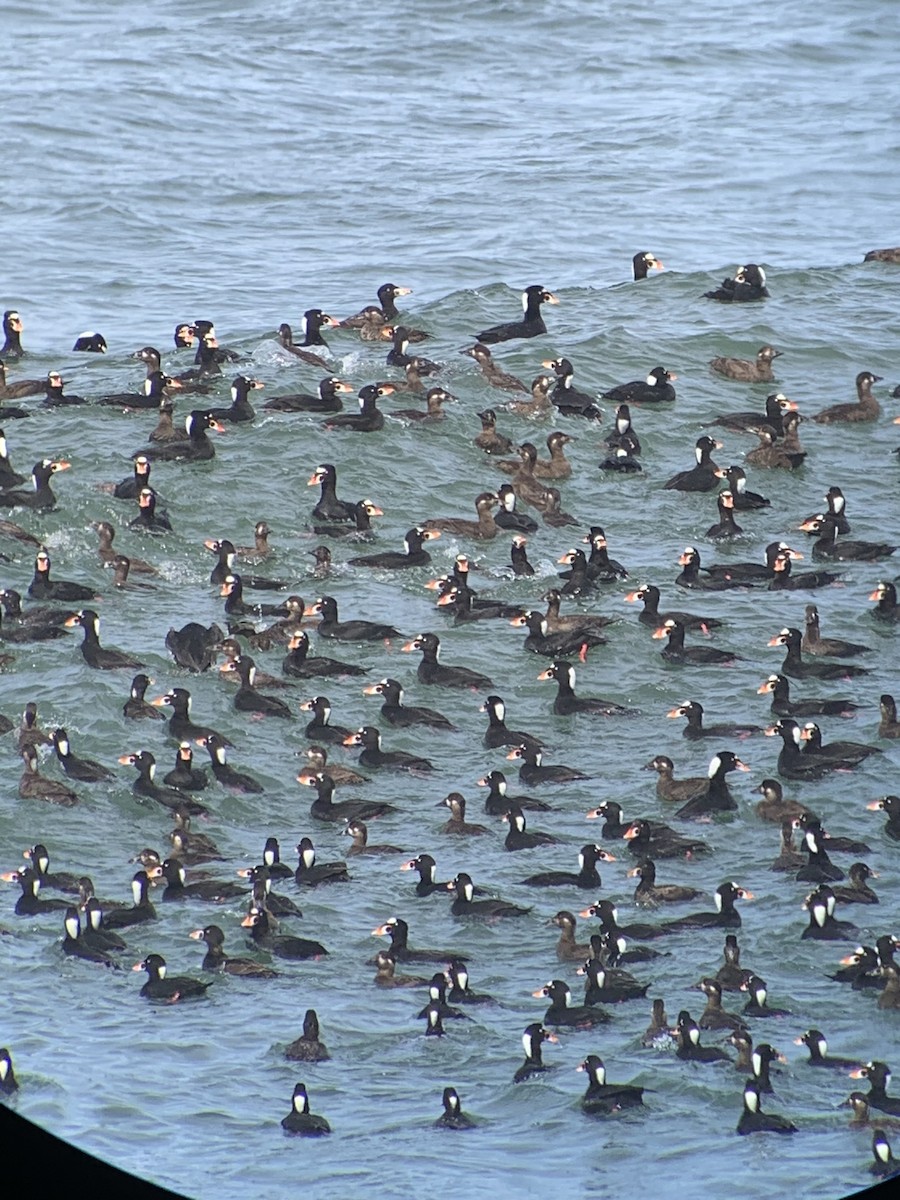 Surf Scoter - ML428614251