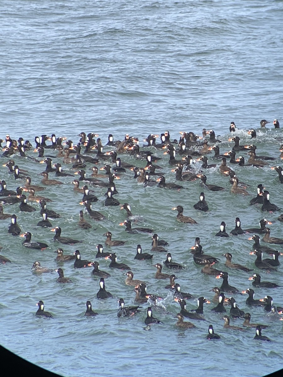 Surf Scoter - ML428614261