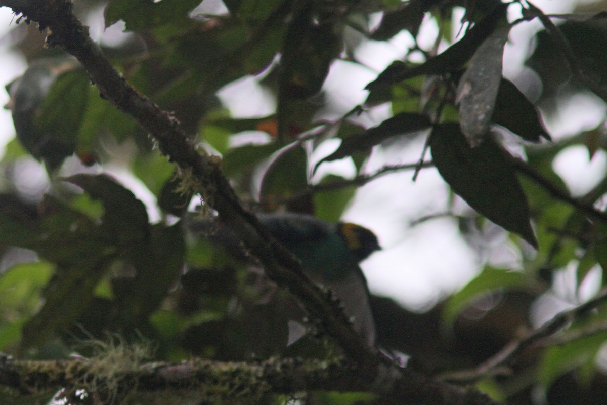 Saffron-crowned Tanager - ML428614551