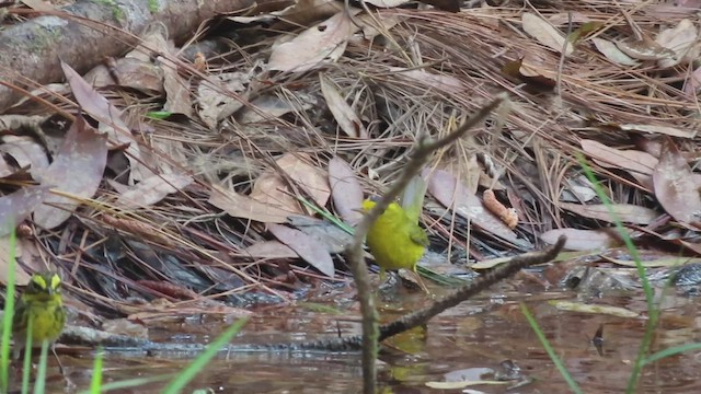 Wilson's Warbler - ML428614611